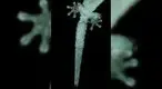 Macro-lizard-gecko-tail-regenerated.webp Macro-lizard-gecko-tail-regenerated.webp