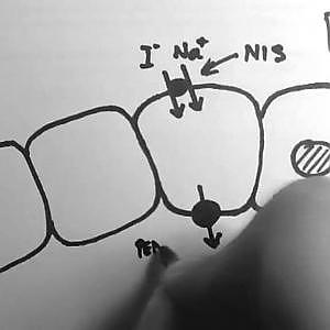 Thyroid Hormone Production